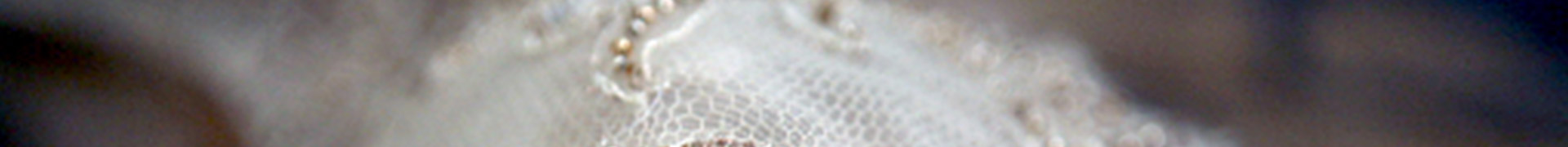 bg-header01-lingerie